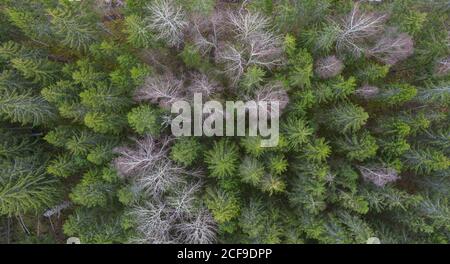 Vue aérienne de haut en bas de la cime d'arbres illuminée du bourgeons naissants au début du printemps Banque D'Images