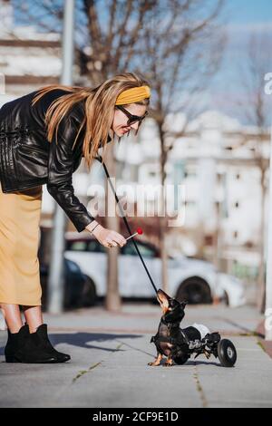 Femme marchant et offrant le lolipop à un handicapé paralysé Dachshund chien avec fauteuil roulant dans la rue Banque D'Images