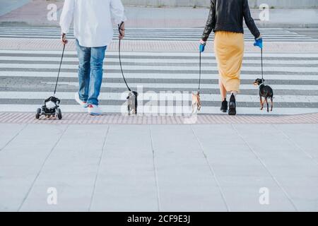 Vue arrière de la petite femme et homme marchant avec des animaux de compagnie et paralysé handicapés Dachshund chien avec fauteuil roulant dans la rue Banque D'Images