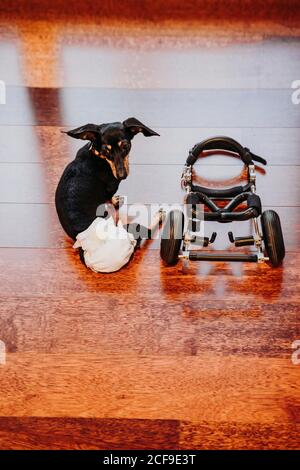 D'en haut paralysé Dachshund chien handicapé assis près d'un fauteuil roulant sur laminé Banque D'Images