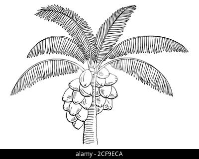 Arbre de noix de coco graphique noir blanc isolé esquisse vecteur d'illustration Illustration de Vecteur