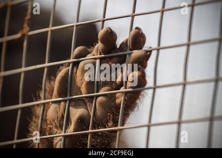 Main de babouin touchant la maille de sa cage Banque D'Images