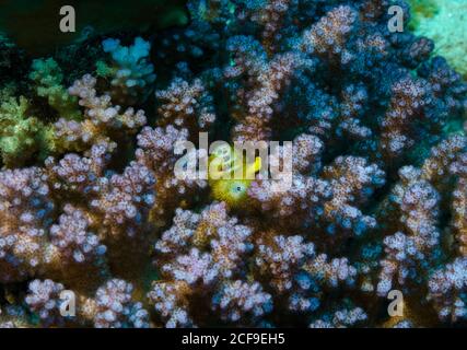 Millepertuis de Noël jaune, Spirobranchus giganteus, dans le chou-fleur rose corail, Pocillopora, Hamata, Mer Rouge, Égypte Banque D'Images