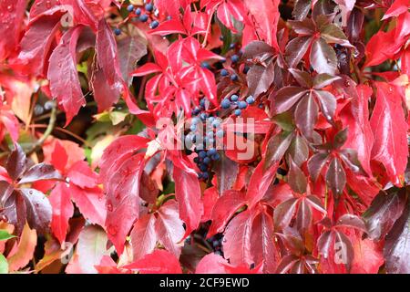 Gros plan de Parthenocissus quinquefolia avec des feuilles rouges Banque D'Images