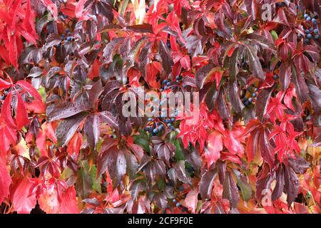 Gros plan de Parthenocissus quinquefolia avec des feuilles rouges Banque D'Images