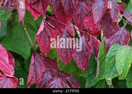 Gros plan de Parthenocissus quinquefolia avec des feuilles rouges Banque D'Images