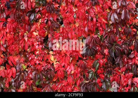 Gros plan de Parthenocissus quinquefolia avec des feuilles rouges Banque D'Images