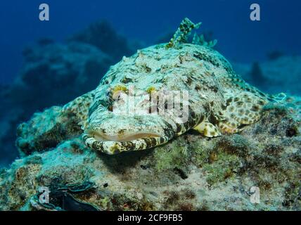 Grand corégone de l'océan Indien, papilloculiceps longiceps, sur le récif de Hamata, Mer Rouge, Egypte Banque D'Images