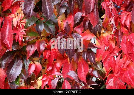 Gros plan de Parthenocissus quinquefolia avec des feuilles rouges Banque D'Images