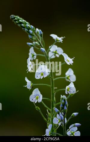 Gentiane speedwell, plante florale de Veronica gentianoides Banque D'Images