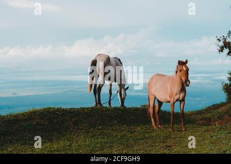 Chevaux sur pelouse verte en campagne Banque D'Images
