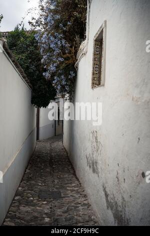 Ruelle étroite entre les anciens bâtiments avec murs blancs et vert couronne d'arbre et d'abloom sur les toits de l'Albaicin À Grenade Banque D'Images