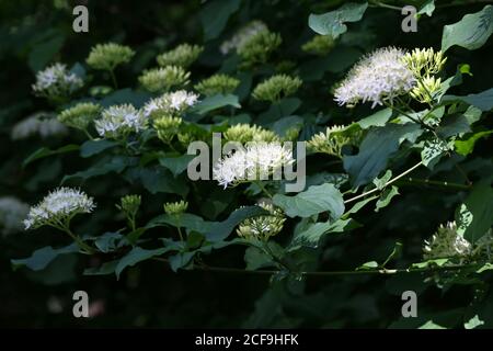 La controverse de Cornus en fleur dans l'arboretum. Banque D'Images