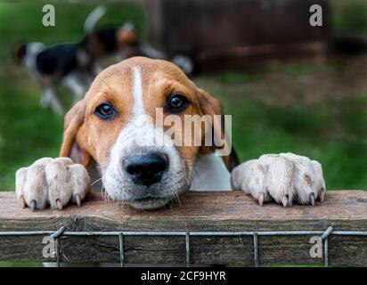 Belvoir, Lincolnshire, Royaume-Uni - UN chiot de Foxdrier aux chenils de chasse de Belvoir Banque D'Images