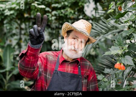 Gros plan portrait d'un jardinier homme âgé positif et gai en chapeau de paille et vêtements de travail avec tablier, debout dans la maison chaude avec des plantes exotiques et Banque D'Images