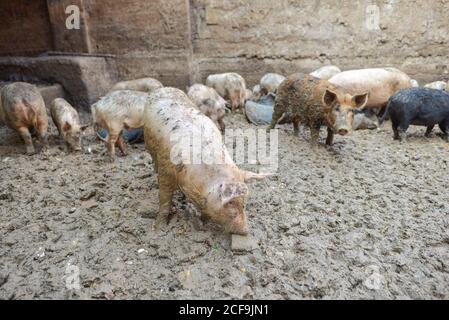 Le Caire, Égypte - 14 décembre 2019 : depuis le dessus des porcs sales se nourrissant de terre boueuse dans une ferme à viande Banque D'Images