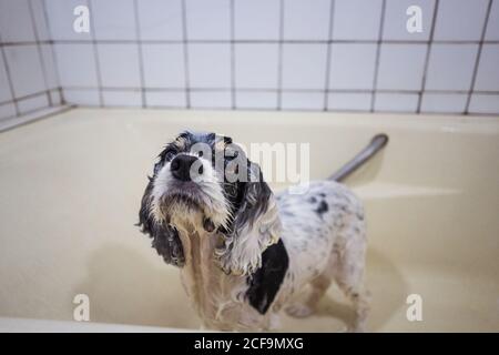 Par-dessus le chiot de Cocker humide mignon debout à l'intérieur baignoire et regarder le propriétaire anonyme après les procédures de bain à accueil Banque D'Images