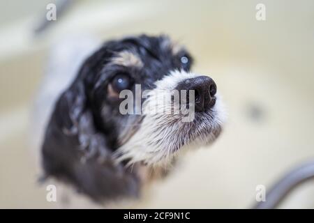 Mignon cococotier mouillé chiot debout dans la baignoire et regardant au propriétaire anonyme après les procédures de bain à la maison Banque D'Images