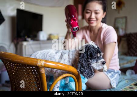 Bonne femme ethnique propriétaire séchage de fourrure de Cocker calme obéissant Après avoir pris le bain, votre chiot est équipé d'un sèche-cheveux chambre confortable à la maison Banque D'Images