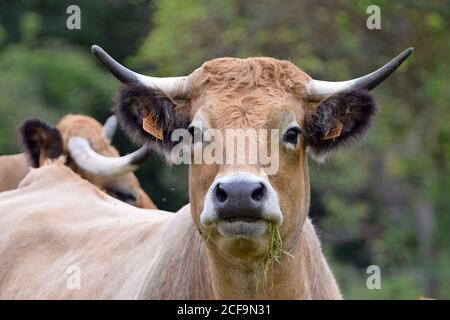 Portrait de vache Aubrac Banque D'Images