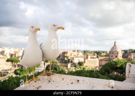 Mouettes assises sur le toit d'un bâtiment vieillissant, au ciel nuageux et dans les rues de Rome, en Italie Banque D'Images