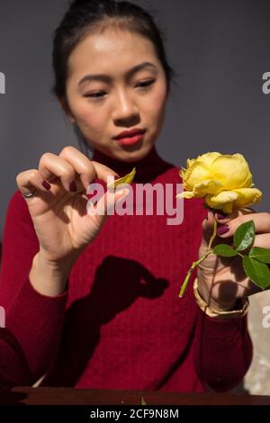 La jeune femme asiatique s'est assise à une table en bois et s'est concentrée sur l'arrachage de pétales de rose jaune Banque D'Images