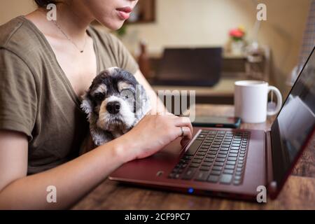 Vue latérale d'une femme indépendante courte et ciblée, travaillant à distance sur un ordinateur portable assis sur une chaise tout en tenant le chien Banque D'Images