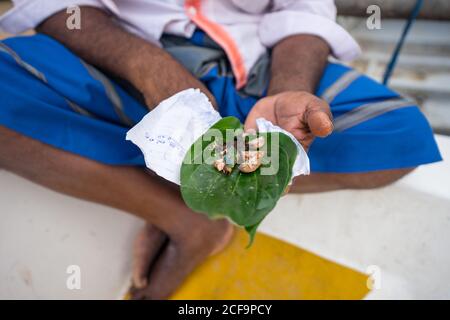 Tangalle, Sri Lanka - 28 juillet 2019: D'en haut de l'homme ethnique sans visage en tenue décontractée démontrant la noix de bétel sur la feuille verte Banque D'Images