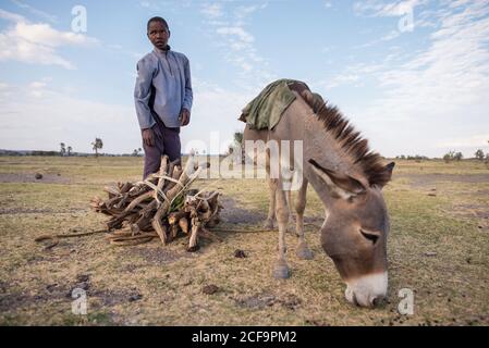 Tanzanie, Afrique de l'est - novembre, 2016: De dessous de l'adolescent africain de sexe masculin en tenue décontractée compilant du bois de pinceau pour le transport sur l'âne en Tanzanie Banque D'Images