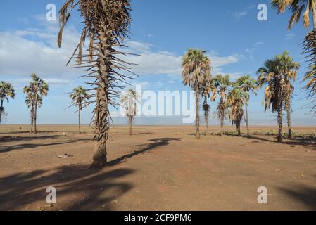 Tanzanie, Afrique de l'est - novembre, 2016: Paysage de grands arbres exotiques dans un désert vide avec ciel bleu sur fond en Tanzanie Banque D'Images