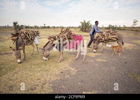 Tanzanie, Afrique de l'est - novembre 2016 : les ânes bruns contemplant tandis que l'homme africain en tenue décontractée bunking broshwood à la campagne de la Tanzanie Banque D'Images