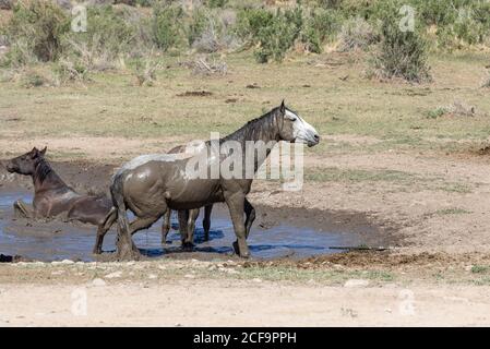 Wild Horses à un Desert Waterhole dans l'Utah Banque D'Images