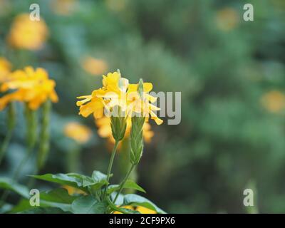 Fleur jaune Aphelandra crossandra, famille des Acanthaceae fleurit dans le jardin sur fond de nature floue Banque D'Images