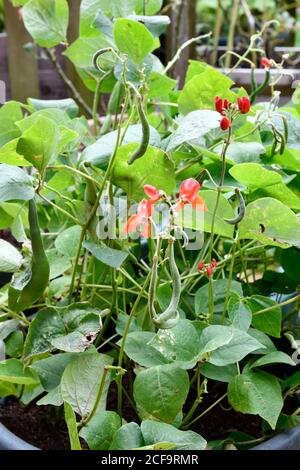 Haricots nains (Phaseolus vulgaris) poussant dans un pot en plastique Banque D'Images