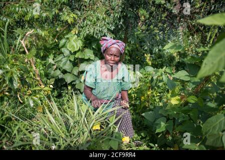 Ouganda - 26 novembre 2016: Femme africaine âgée assise et reposant sur le sol contre des buissons verts dans la campagne regardant la caméra Banque D'Images