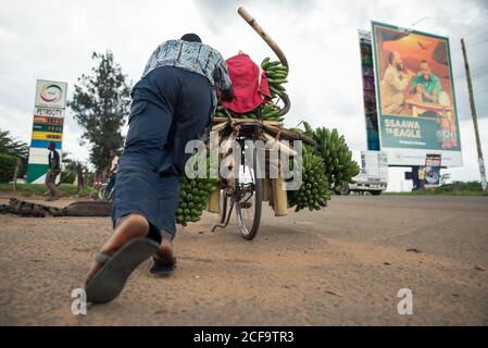 Ouganda - 26 novembre 2016: Angle bas de l'homme africain déterminé en bleu décontracté vêtements se concentrant et fixant un nombre incroyable de bananes fraîches à vélo tout en se tenant sur le bord de la route contre la vue urbaine floue et le ciel gris nuageux Banque D'Images