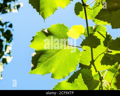feuille de vigne éclairée par le soleil et ciel bleu sur fond le jour d'été ensoleillé Banque D'Images