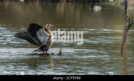 Vue latérale sur les superbes oies égyptiennes sauvages en agitant les ailes pendant repos sur le lac en automne Banque D'Images