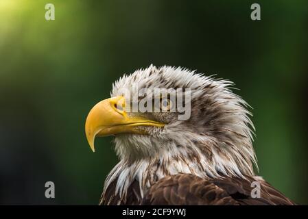 Vue latérale d'un magnifique environnement d'observation de l'aigle en été jour Banque D'Images