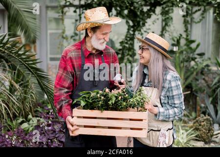 Joyeux couple senior gai, portant des chapeaux de paille, travaillant ensemble en serre, regardant les uns les autres, tenant une boîte en bois avec des pots de fleurs, arroser Banque D'Images