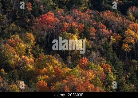 De dessus paysage aérien de forêt dense avec des arbres colorés en automne dans la région montagneuse Banque D'Images