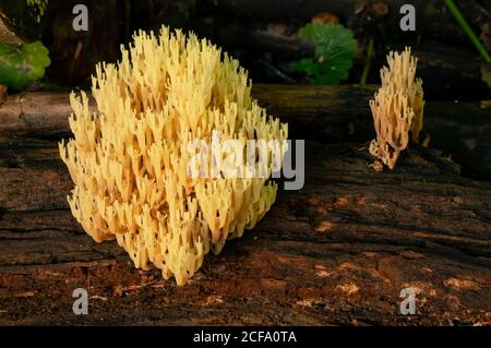 Le champignon de corail à tête de couronne pousse sur une bûche tombée. Banque D'Images