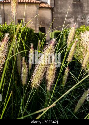 Pennisetum alopecuroides dans un jardin de Saint-Jacques-de-Compostelle. Banque D'Images