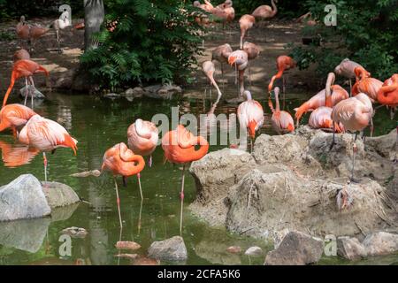 Denver, Colorado - flamants d'Amérique (Phoenicopterus ruber) au zoo de Denver. Banque D'Images