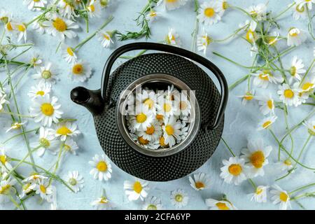 D'en haut rustique pot de thé camomille servi avec frais fleurs sur fond bleu Banque D'Images
