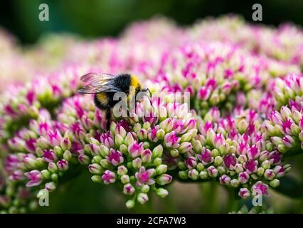 Bumblebee à queue blanche (Bombus lucorum) sur les fleurs de la tête Hylotelephium sedum, Écosse, Royaume-Uni Banque D'Images