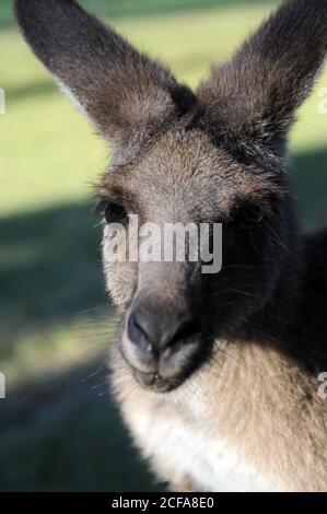 A Wallaby (pas un kangourou) en Australie Zoo, Australie. Le zoo a été fabriqué par le conservateur Steve Irvin pour aider à protéger la faune unique de l'Australie Banque D'Images