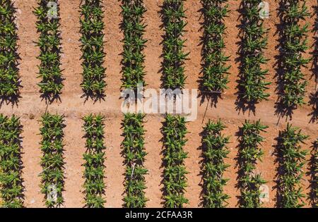 Vue de dessus de drone de buissons verts de bananes en pleine croissance en plantation au soleil Banque D'Images