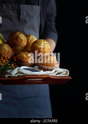 Crop person dans tablier dray avec plateau brun plein de muffins frais Banque D'Images