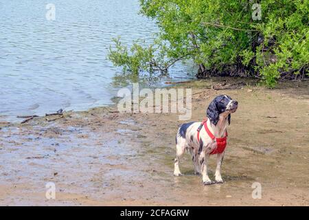 Anglais Springer Spaniel dans le harnais rouge regarde le propriétaire, s'égoutter humide, attendant qu'il jette le bâton dans l'eau à nouveau pour aller chercher. Banque D'Images